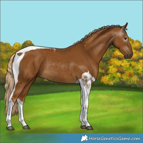 Horse Color:Gray Palomino Tobiano Rabicano 