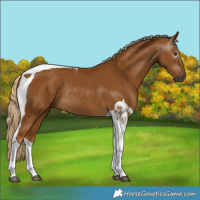 Horse Color:Gray Palomino Tobiano Rabicano 