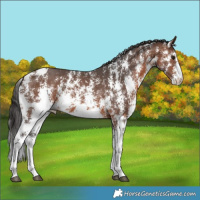 Horse Color:Brown Sabino 
