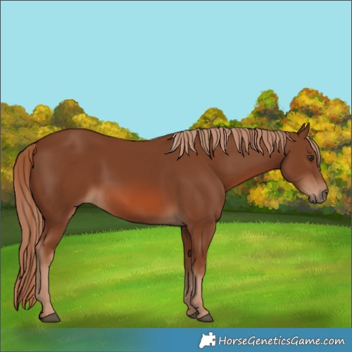 Horse Color:Unknown