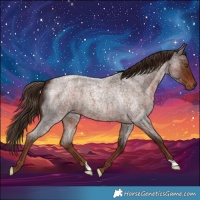 Horse Color:Liver Red Roan 
