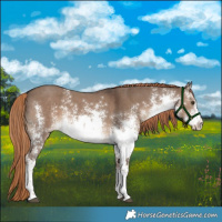 Horse Color:White Spotted Liver Red Dun Sabino 