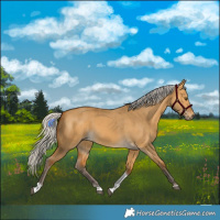 Horse Color:Silver Buckskin Dun Tobiano 
