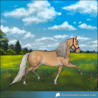 Horse Color:Silver Buckskin Dun Tobiano 