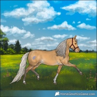 Horse Color:Silver Buckskin Dun Tobiano 