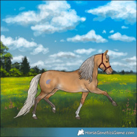 Horse Color:Silver Buckskin Dun Tobiano 