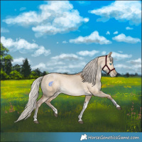 Horse Color:Silver Buckskin Snowdrop Dun Sabino Tobiano