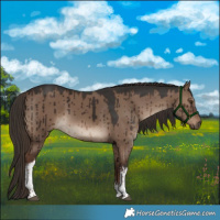 Horse Color:White Spotted Liver Red Dun Brindle 