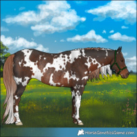 Horse Color:White Spotted Liver Chestnut Rabicano