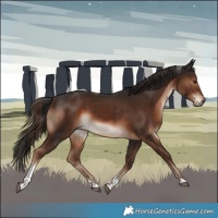 Horse Color:Liver Chestnut Tobiano 