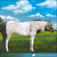 Horse Color:Liver Red Dun Roan Tobiano Rabicano 