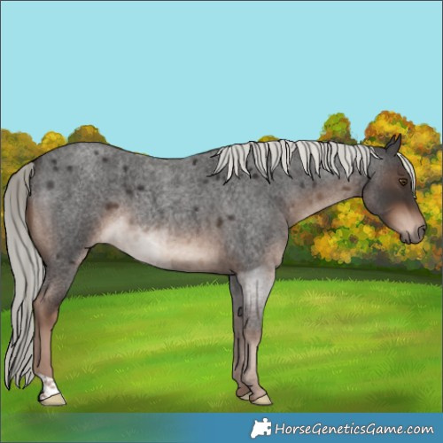 Horse Color:Liver Red Roan Mushroom 