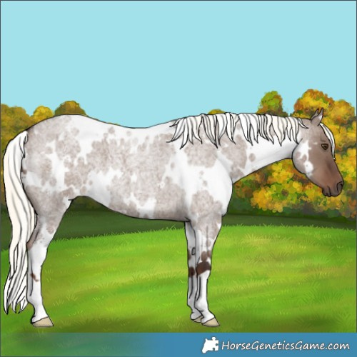 Horse Color:White Spotted Liver Red Dun Roan Mushroom 
