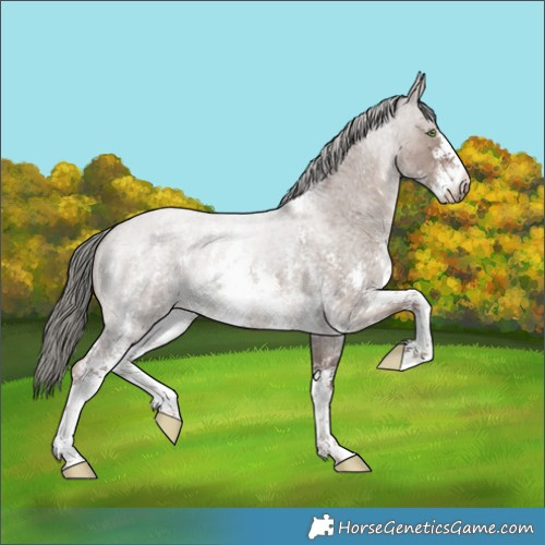 Horse Color:Liver Red Dun Roan Mushroom Sabino 