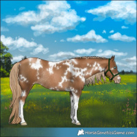 Horse Color:Gray White Spotted Chocolate Palomino Pearl Tobiano Rabicano