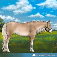 Horse Color:White Spotted Chocolate Palomino Pearl Rabicano 