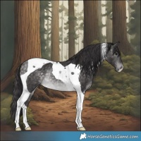 Horse Color:Platinum Buckskin Tobiano Rabicano 