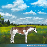 Horse Color:Liver Chestnut Splash