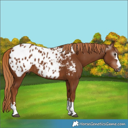 Horse Color:Gray Chestnut Appaloosa 