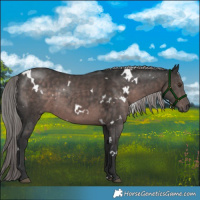 Horse Color:Platinum White Spotted Liver Chestnut 