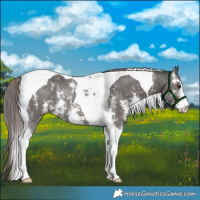 Horse Color:Platinum Liver Chestnut Sabino Tobiano 