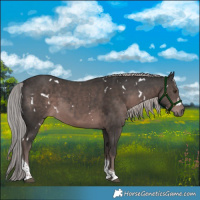 Horse Color:Platinum White Spotted Liver Chestnut Tobiano 
