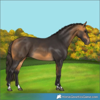 Horse Color:Buckskin 