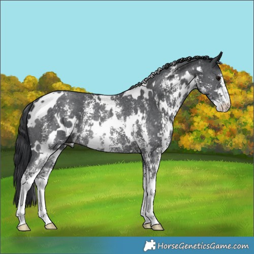 Horse Color:White Spotted Black Sabino Rabicano