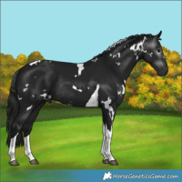 Horse Color:Gray White Spotted Black Tobiano Rabicano 