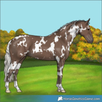 Horse Color:White Spotted Silver Black