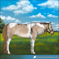 Horse Color:Liver Red Dun Tobiano