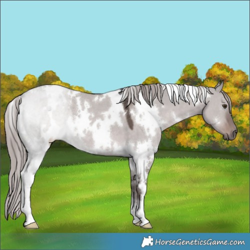 Horse Color:Platinum White Spotted Liver Red Dun 