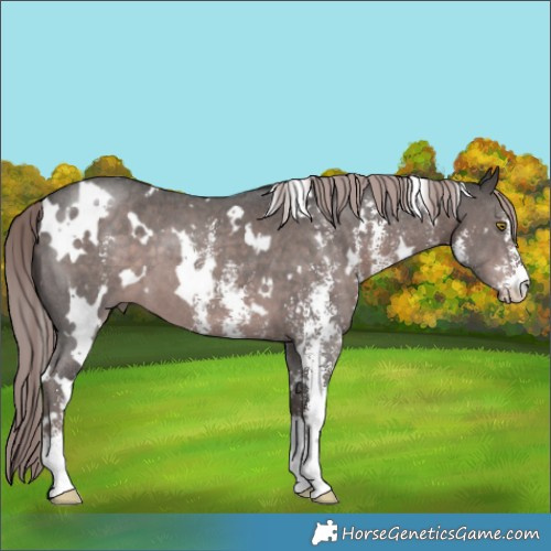 Horse Color:Platinum White Spotted Liver Chestnut Sabino 