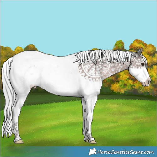 Horse Color:Platinum Chocolate Palomino Sabino 
