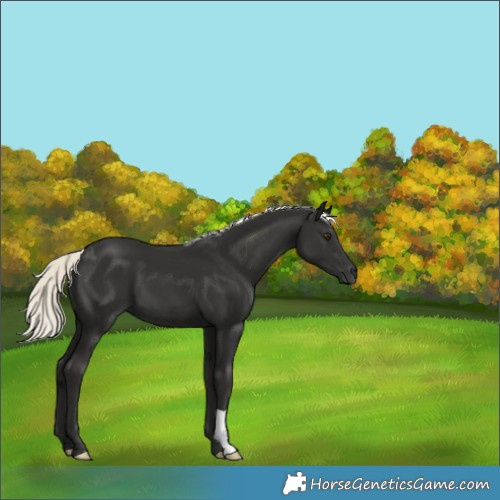 Horse Color:Liver Chestnut Mushroom 