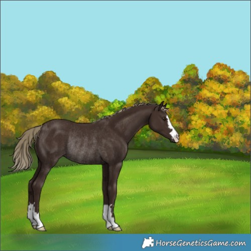 Horse Color:Liver Chestnut Mushroom Rabicano 