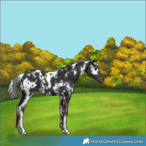 Horse Color:White Spotted Liver Chestnut Mushroom