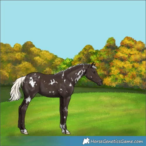 Horse Color:White Spotted Liver Chestnut Mushroom 