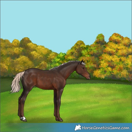 Horse Color:Liver Chestnut Mushroom 