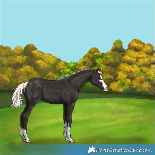 Horse Color:Liver Chestnut Mushroom 