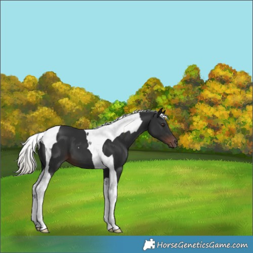 Horse Color:Liver Chestnut Mushroom Tobiano 