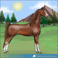 Horse Color:Chestnut 