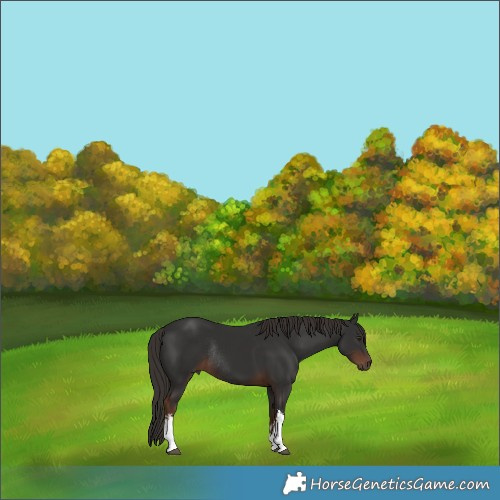 Horse Color:White Spotted Liver Chestnut Rabicano 