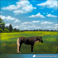 Horse Color:Void White Spotted Liver Red Dun Sabino Rabicano