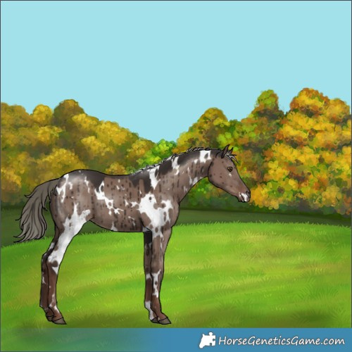 Horse Color:White Spotted Liver Red Dun Mushroom Brindle 