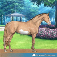 Horse Color:Gold Champagne Splash Frame  and Gold Champagne Splash Frame 