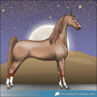 Horse Color:Red Dun 