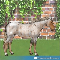 Horse Color:White Spotted Chocolate Palomino Roan 