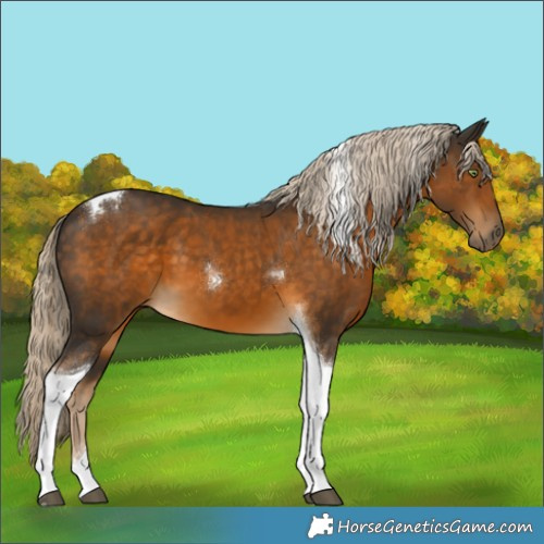 Horse Color:Chocolate Palomino Tobiano 
