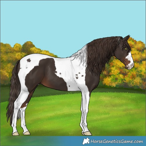 Horse Color:Liver Chestnut Tobiano 